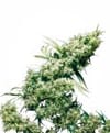 Jamaican Pearl Regular Seeds - 10-SEN2316