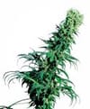 Early Pearl Regular Seeds - 10-SEN336