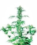 Early Girl Regular Seeds - 10-SEN239