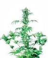 Early Girl Regular Seeds - 10-SEN239