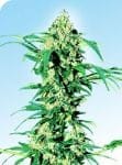 Early Girl Regular Seeds - 10-SEN239