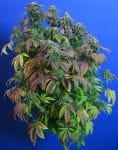 Heavy Duty Fruity Regular Seeds - 10-THS-S008