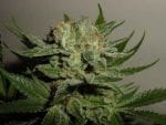 Heavy Duty Fruity Regular Seeds - 10-THS-S008