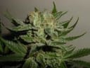 Heavy Duty Fruity Regular Seeds - 10-THS-S008