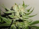 Heavy Duty Fruity Regular Seeds - 10-THS-S008