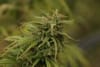 Neville's Skunk Regular Seeds - 18-MRNNSK
