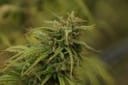 Neville's Skunk Regular Seeds - 18-MRNNSK
