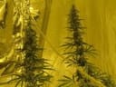 Neville's Skunk Regular Seeds - 18-MRNNSK