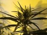 Neville's Skunk Regular Seeds - 18-MRNNSK