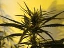 Neville's Skunk Regular Seeds - 18-MRNNSK