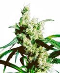 Silver Haze Vanlig Frön - 10-SEN232