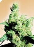 Silver Haze Regulär Samen - 10-SEN232