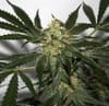 Early Queen x Afghan Haze (Early Haze) Regular Seeds - 18-MRNEQAH