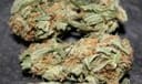Early Queen x Afghan Haze (Early Haze) Regular Seeds - 18-MRNEQAH