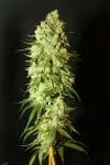 Cannatonic Regular Seeds - 10-RSNCAN-REG10