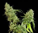 Cannatonic Regular Seeds - 10-RSNCAN-REG10