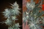 Cannatonic Regular Seeds - 10-RSNCAN-REG10