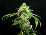 Cannatonic Regular Seeds - 10-RSNCAN-REG10