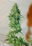 Cannatonic Regular Seeds - 10-RSNCAN-REG10