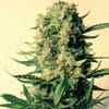 Critical Skunk Regular Seeds - 18-MRNCS
