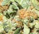 Critical Skunk Regular Seeds - 18-MRNCS