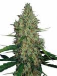 G13 Haze Regular Seeds - 18-MRNG13H
