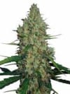 G13 Haze Regular Seeds - 18-MRNG13H