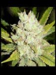 G13 Haze Regular Seeds - 18-MRNG13H