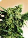 G13 Haze Regular Seeds - 18-MRNG13H