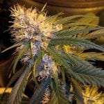 G13 Haze Regular Seeds - 18-MRNG13H