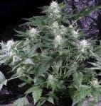 G13 Haze Regular Seeds - 18-MRNG13H