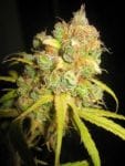 NL5 x Afghan Regular Seeds - 18-MRNNLA