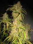 NL5 x Afghan Regular Seeds - 18-MRNNLA