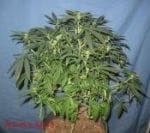 NL5 x Afghan Regular Seeds - 18-MRNNLA