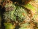 NL5 x Afghan Regular Seeds - 18-MRNNLA