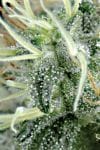 NL5 x Haze Regular Seeds - 18-MRNNL5H