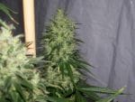NL5 x Haze Regular Seeds - 18-MRNNL5H