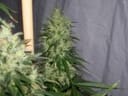 NL5 x Haze Regular Seeds - 18-MRNNL5H
