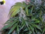 NL5 x Haze Regular Seeds - 18-MRNNL5H