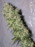 NL5 x Haze Regular Seeds - 18-MRNNL5H