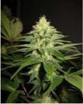 NL5 x Skunk Regular Seeds - 18-MRNNL5SK