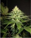 NL5 x Skunk Regular Seeds - 18-MRNNL5SK