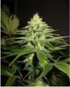 NL5 x Skunk Regular Seeds - 18-MRNNL5SK