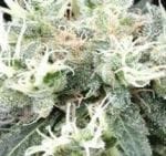 NL5 x Skunk Regular Seeds - 18-MRNNL5SK