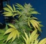 NL5 x Skunk Regular Seeds - 18-MRNNL5SK