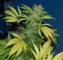 NL5 x Skunk Regular Seeds - 18-MRNNL5SK