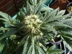 Ortega Regular Seeds - 18-MRNORT