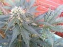 Ortega Regular Seeds - 18-MRNORT