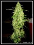 Ortega Regular Seeds - 18-MRNORT