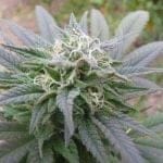 Ortega Regular Seeds - 18-MRNORT